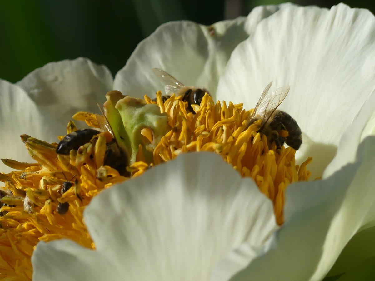 Bienen © Dr. Ekkehard Bahlo
