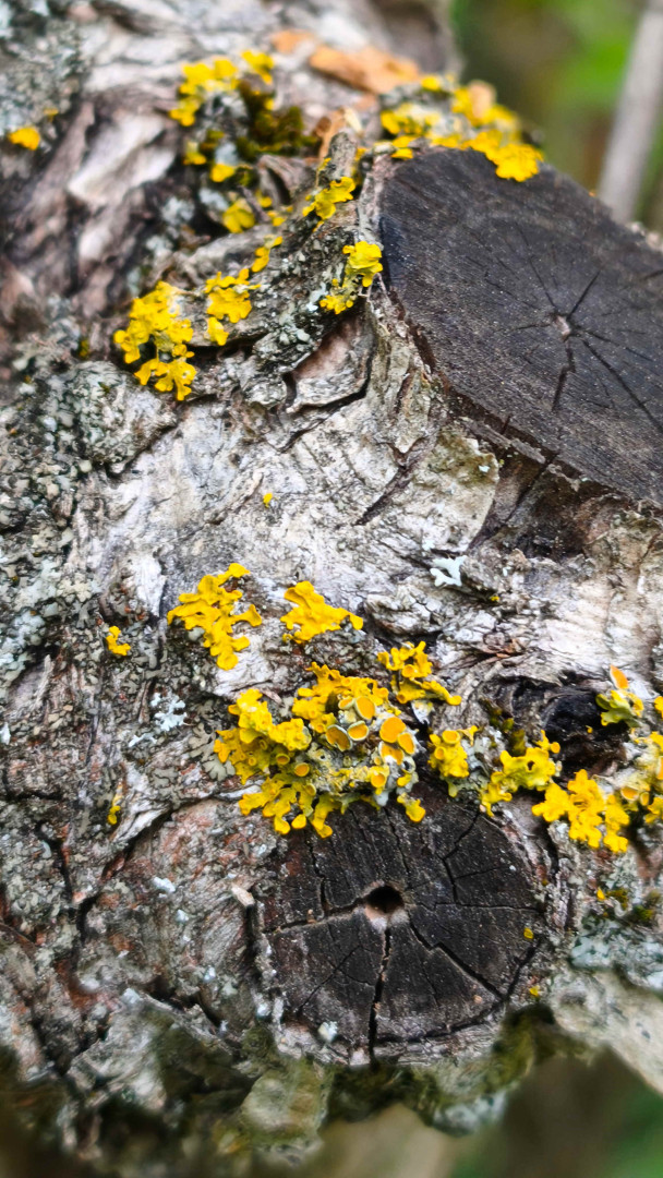 Gewöhliche Gelbflechte