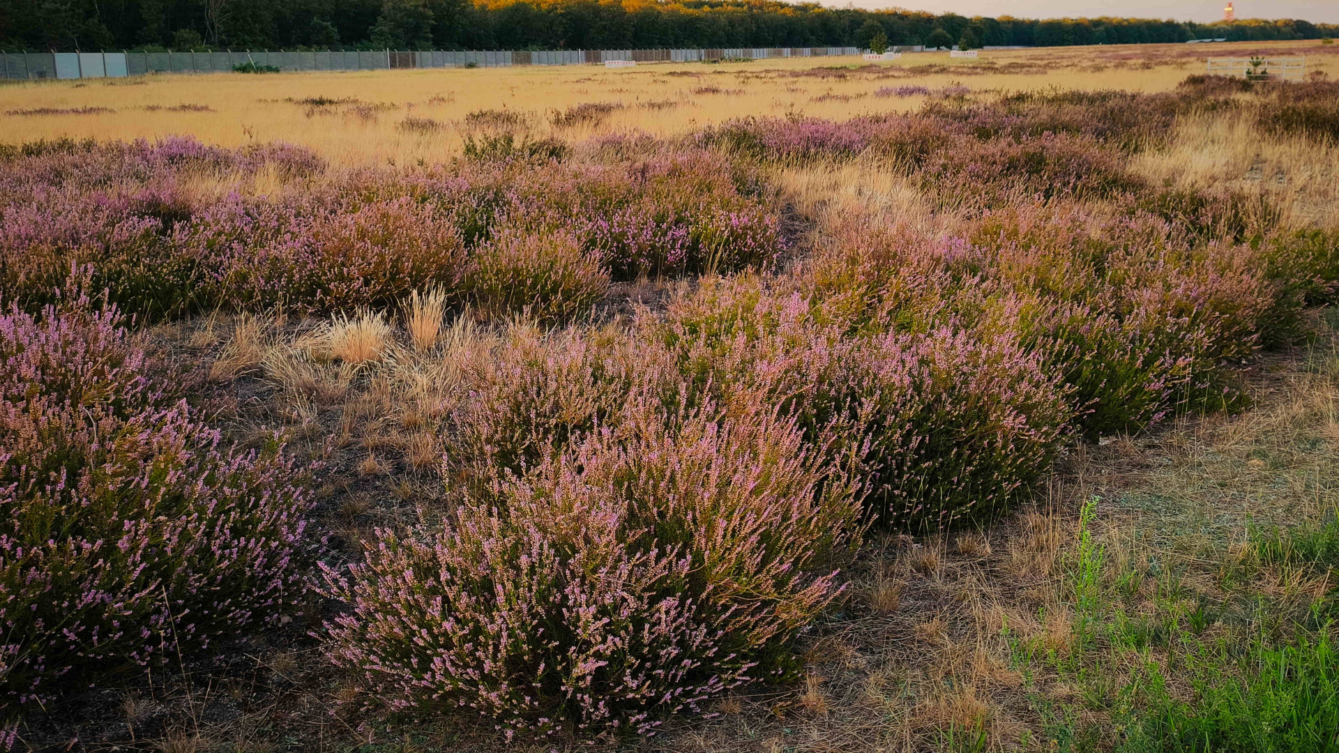 Heide