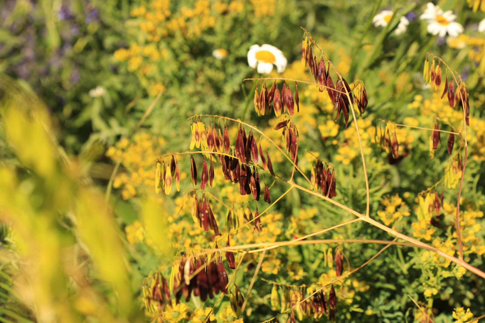Isatis tinctoria
