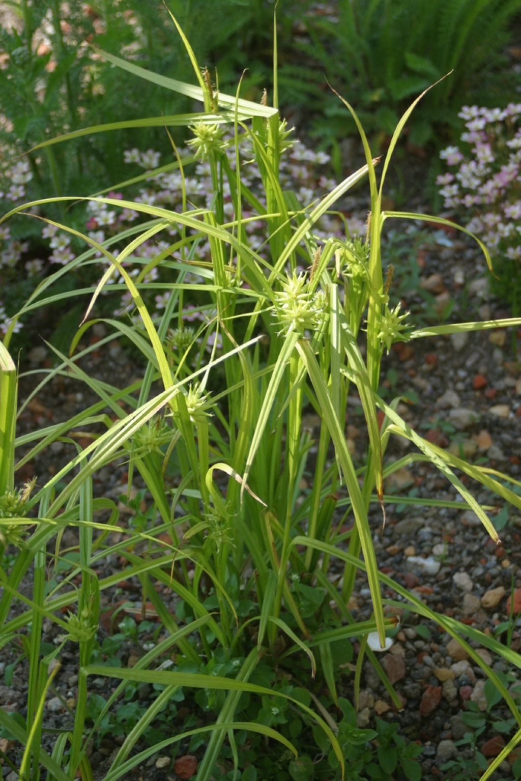 Carex grayi Foto