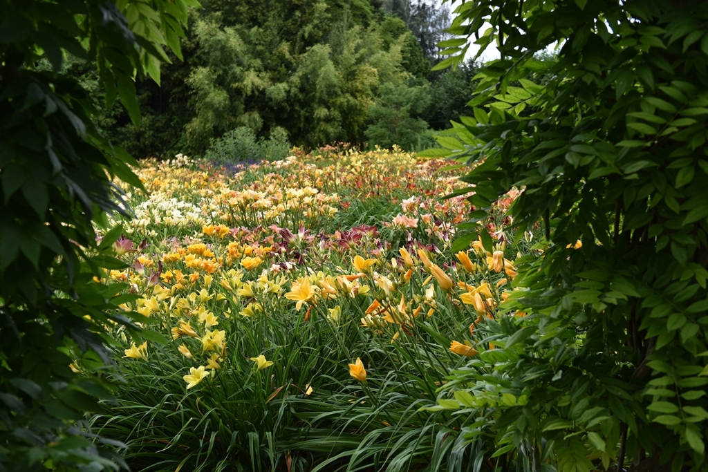 Blick durch die Pergola (Blauregen) auf die Taglilien im Schaugarten W