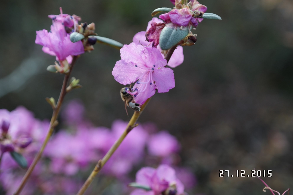 Rhododendron dauricum var. mucronulatum