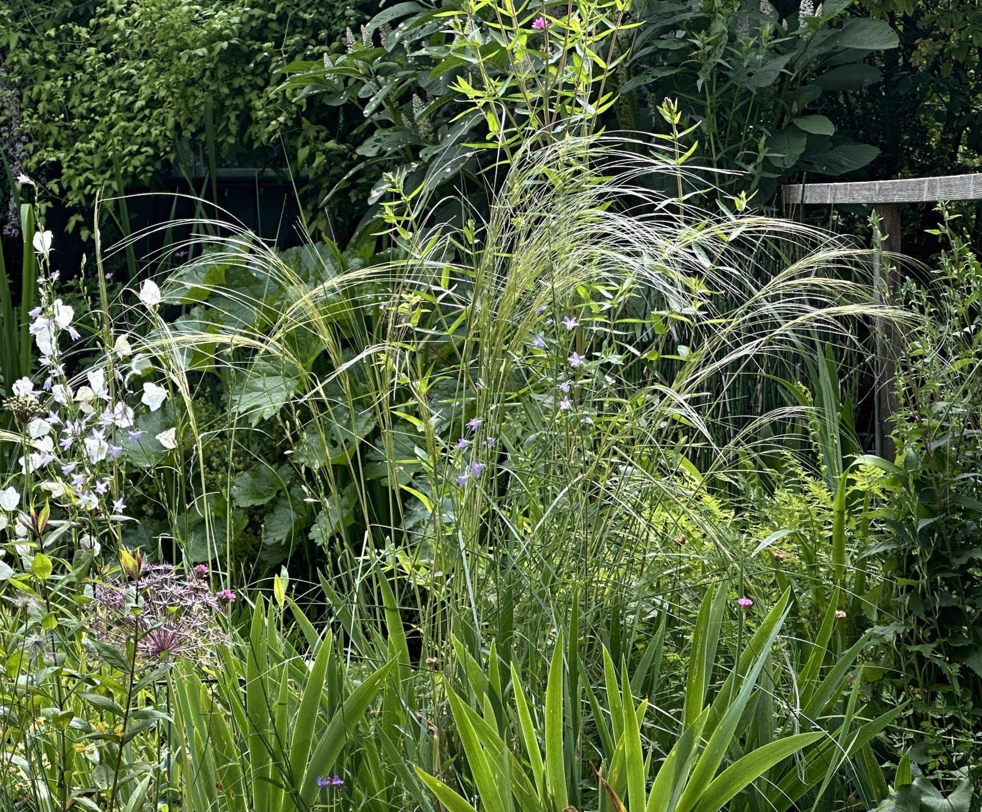 Stipa barbata | Staudenfreunde