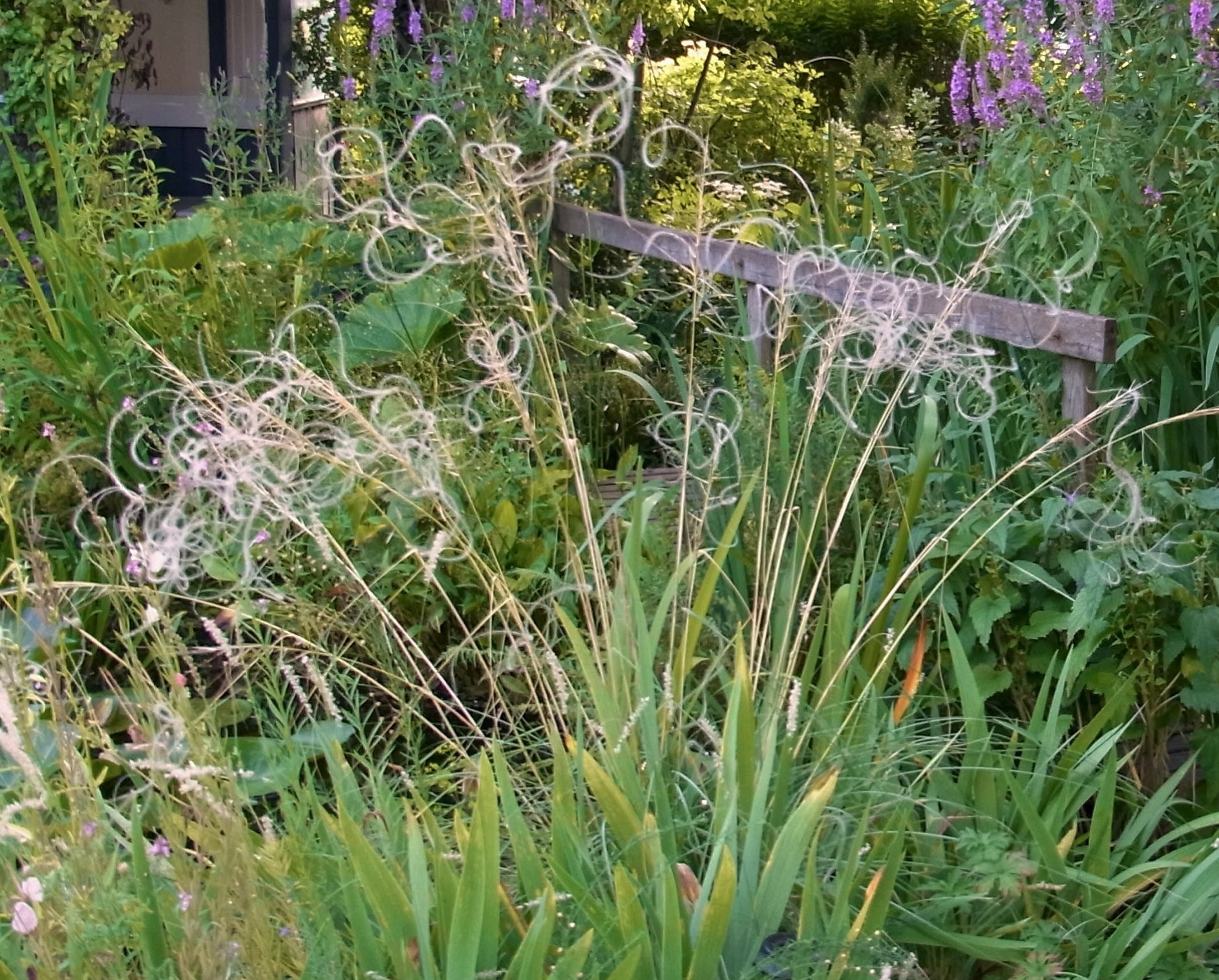 Stipa barbata | Staudenfreunde