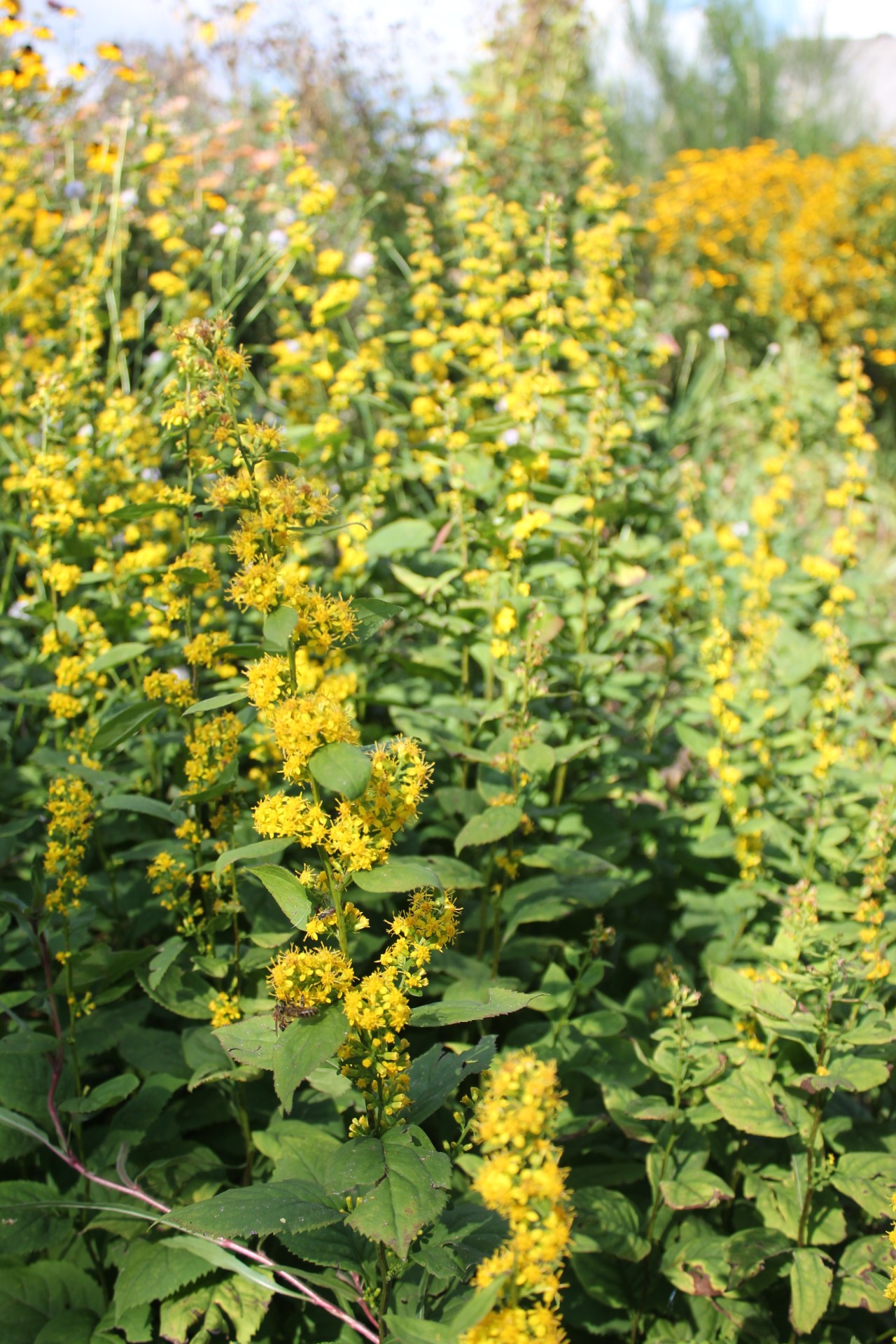 Solidago flexicaulis | Staudenfreunde