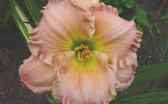 Breit-flache Blütenform - Shimmering Elegance (Stamile 94, tet)