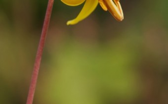 Erythronium americanum  Foto © 2016 Bernd Schüßler