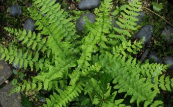 Woodsia subintermedia x polystichoides Foto © 2016 Brigitte Moesch-de Haan