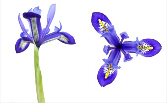 Iris reticulata (© Josh Westrich) 