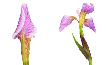 Iris setosa (© Josh Westrich)