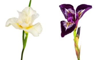 Iris sibirica ‘Moon Silk’ (links) / Iris versicolor ‘Mysterious Monique’ (rechts) (© Josh Westrich)