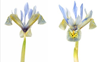 Iris ‘Katharine Hodgkin‘ (Reticulata-Gruppe) (© Josh Westrich)