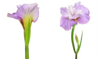 Iris sibirica ‘Jugendtraum’ (© Josh Westrich)