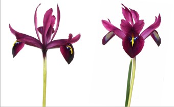 Iris histrioides ‘George‘  (© Josh Westrich)