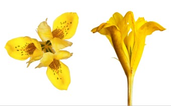 Iris danfordiae (© Josh Westrich)