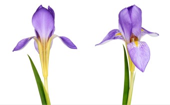 Iris lazica (© Josh Westrich)