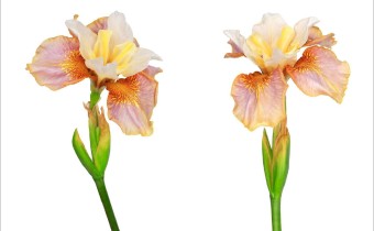 Iris sibirica Sämling ‘1032‘ (© Josh Westrich)