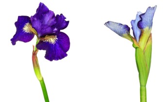 Iris sibirica 'Over the Glory' (links) / Iris sibirica 'Rauchblau' (rechts) (© Josh Westrich)