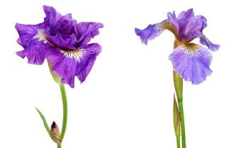 Iris sibirica 'Rikugi Sakura' (links) / Iris sibtosa 'Hollen Marathon' (rechts) (© Josh Westrich)