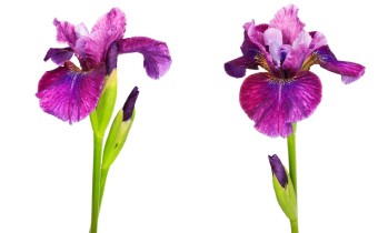 Iris sibirica 'Roaring Jelly' (© Josh Westrich)