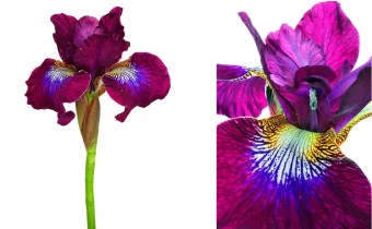 Iris sibirica 'Berlin Purple Wine' (© Josh Westrich)