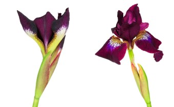Iris sibirica 'Sibirische Nacht' (© Josh Westrich)