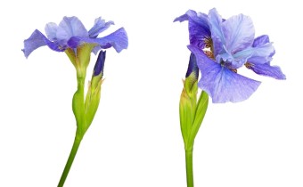 Iris sibirica 'Springs Brook' (© Josh Westrich)
