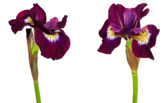Iris sibirica 'Sultans Ruby' (© Josh Westrich)