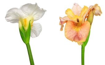 Iris sibirica 'Swans in Flight' (links) / Iris sibirica 'White Amber' (rechts) (© Josh Westrich) 