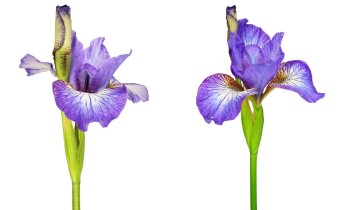 Iris sibirica 'Sweet Little Suzie' (© Josh Westrich)