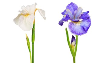 Iris sibtosa 'Butterfly Fountain' (links) / Iris sibirica 'Cape Cod Boys' (rechts) (© Josh Westrich)  