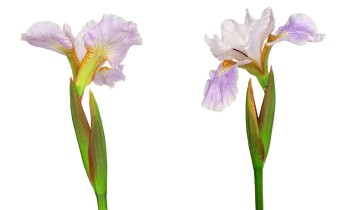 Iris sibirica Sämling '0901-1' (© Josh Westrich)