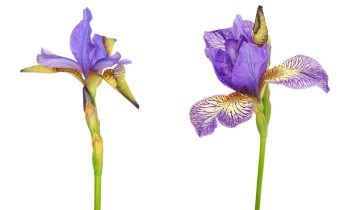 Iris sibirica 'Banish Misfortune' (© Josh Westrich) 