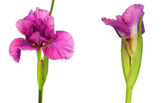 Iris sibirica 'Mad Magenta' (© Josh Westrich)