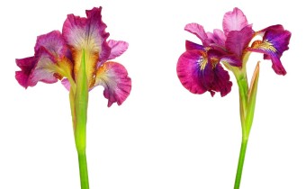 Iris sibirica Sämling '1032' (© Josh Westrich)