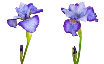 Iris sibirica 'Turn a Phrase' (© Josh Westrich) 