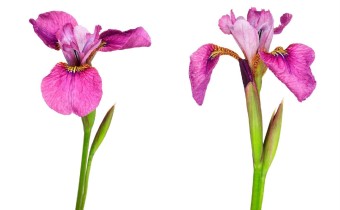 Iris sibirica Sämling '1226' (© Josh Westrich)