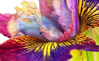 Iris sibirica 'Charming Billy' (© Josh Westrich)
