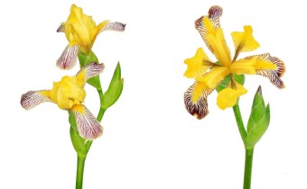 Iris  variegata (© Josh Westrich)