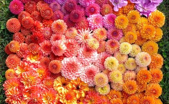 Farb- und Formvariation von Dahlienblüten