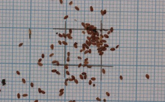 Adenophora liliifolia Samen (© Gabriele Renneberg)