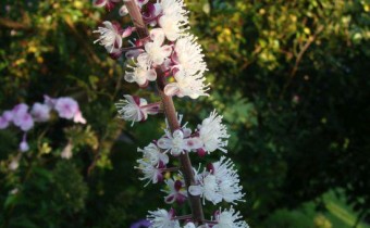 Actaea simplex, Sorte 'Brunette', Foto vom 3.9. (© Spender 55)