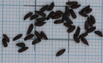 Alliaria petiolata Samen (© Gabriele Renneberg)