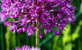 Sorte 'Purple Sensation' (© Spender 335)