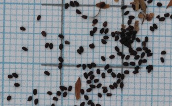 Alonsoa meridionalis Samen (© Gabriele Renneberg)