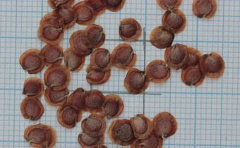 Alyssoides utriculata Samen (© Gabriele Renneberg)