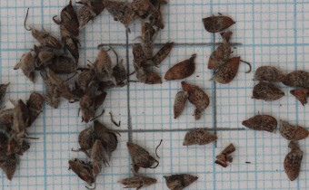 Amorpha canescens Samen (© Gabriele Renneberg)