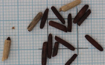 Amsonia illustris Samen (© Gabriele Renneberg)