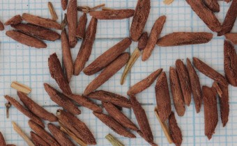 Amsonia orientalis Samen (© Gabriele Renneberg)